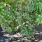 Casa Mabu By Your Madeira *