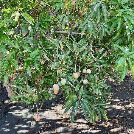 Casa Mabu By Your Madeira *